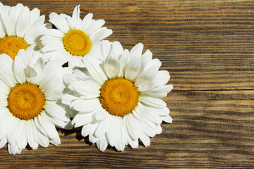 White flowers on brown wooden background. Chamomile flowers on a wooden background, horizontal view. Abstract texture background.