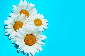 White flowers on blue background. Chamomile flowers on colorful background, vertical view. Abstract texture backdrop.