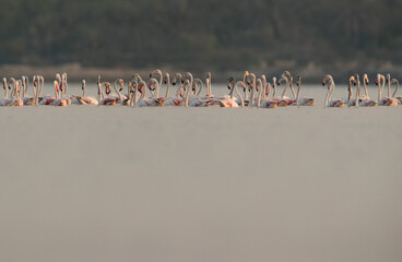 Greater Flamingos at Aker creek, Bahrain