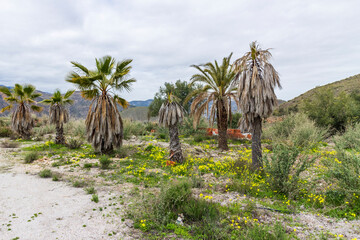 Fototapeta premium palm field surrounded by mountains