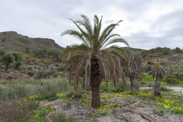Fototapeta premium palm field surrounded by mountains