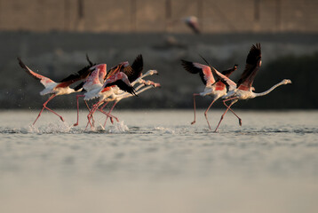 Greater Flamingos takeoff  at Aker creek, Bahrain