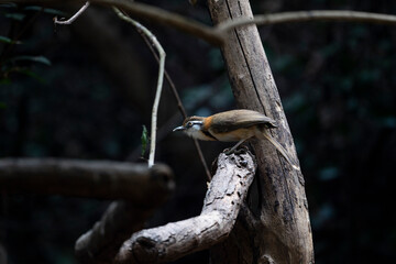 Lesser Necklaced Laughingthrush