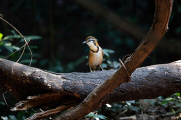 Lesser Necklaced Laughingthrush