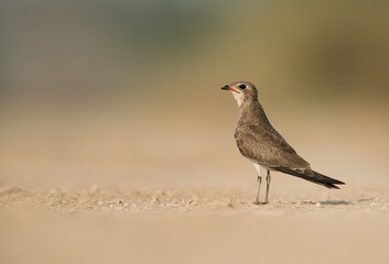 Collard Pratincole perched on the ground at Hamala, Bahrain