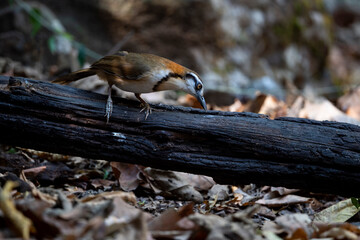 Lesser Necklaced Laughingthrush