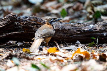 Lesser Necklaced Laughingthrush