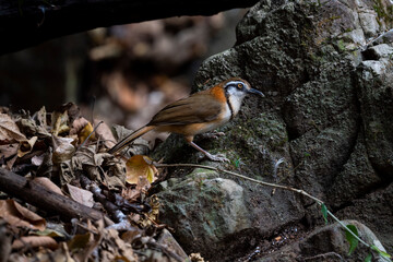 Lesser Necklaced Laughingthrush