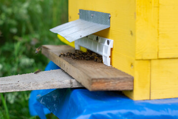 Wooden beehive and bees. bees flying back in hive after an intense harvest period.