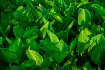 Beautiful hyacinth green leaves after rain, ready for flowering.