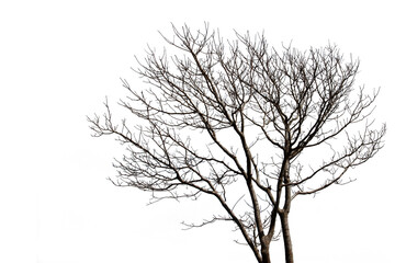 Fototapeta na wymiar tree without leaves isolated on white background