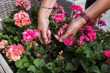 geranium trailing,woman dead heading picking off dead flowers with her hands