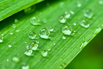 Small drops of water on a green leaf of grass after rain. Close-up. Macro. Wallpaper for your desktop.