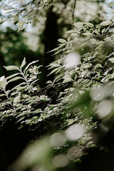 sunlight through the leaves