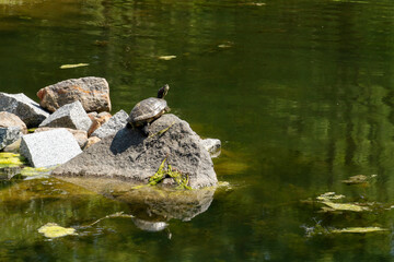 Little cute turtle sits on stone in pond. Black turtle closeup bask in sun. Animal concept, natural background, selective focus image.