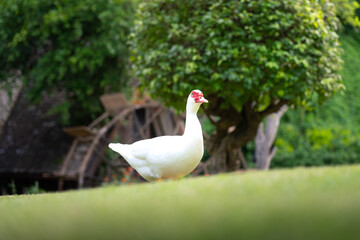 Fototapeta premium A giant white duck or goose is freedom running on garden field. Animal portrait and eye focus photo.