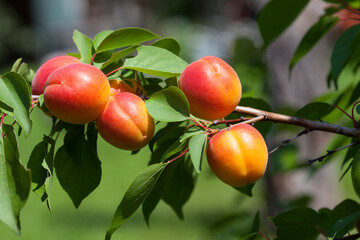 ripe bright apricots on a branch
