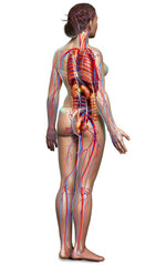 3d rendered medically accurate illustration of female Internal organs and circulatory system