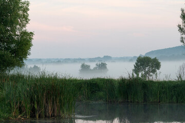 Willow in the meadow on a misty autumn morning.