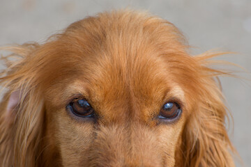 Sad look of the dog. Portrait of a young spaniel.