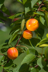 ripe bright apricots on a branch