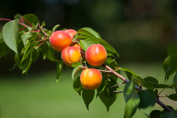 ripe bright apricots on a branch