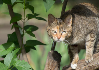 Red stray cat climbs a tree. The cat looks with a predatory look.
