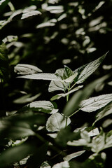 green leaves in the sun