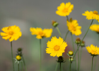 Background of yellow wildflowers.