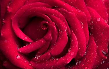 Close Up Photo Of Red Rose With Water Drops