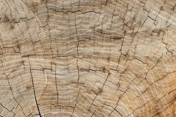 Wood texture. Cross section of a log.