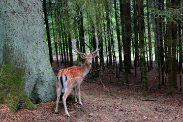 Deer in forest