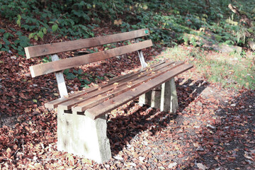 Fototapeta premium Bench in Forest 