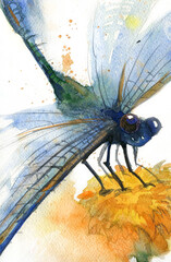 Watercolor illustration of a dragonfly sitting on a flower