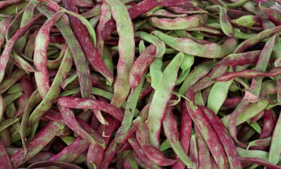 Close up of pile of green and purple string beans. Ripe string beans background. Fresh vegetables concept