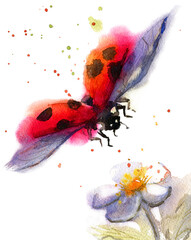 watercolor abstract illustration with flying ladybug and flower © ANNA