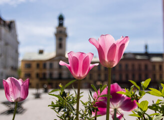 Różowe tulipany na cieszyńskim rynku, Cieszyn, Poland