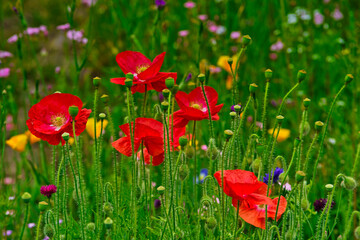 field of poppies