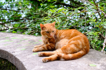 Gato dom&eacute;stico