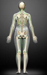 3d rendered medically accurate illustration of a female lymphatic system