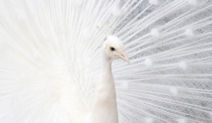 close up of a white peacock