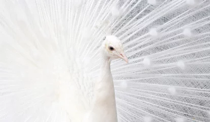  close up of a white peacock © Ashley
