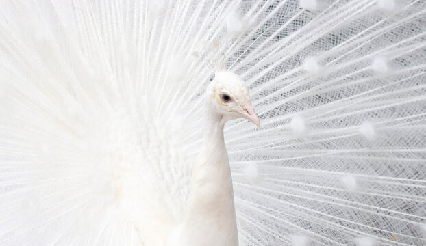 White Peacock White Peacock