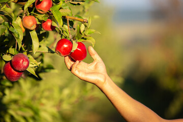 Farmer picking apples from an apple tree in the garden on a lovely sunny day.