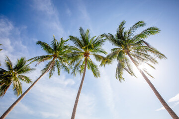 Obraz premium coconut palm tree on blue sky