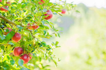 Picture of ripe apples in orchard ready for harvesting, while sunrays come through the leaves.