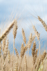 ears of wheat