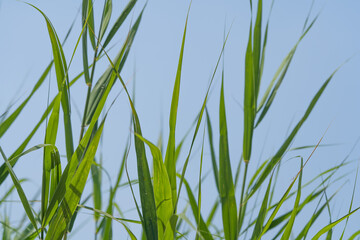 a green reed of early summer against the backdrop of a blue sky.