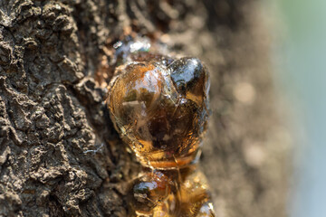 The sap that leaked through the bark is hardened.