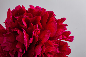 nice peony on the white background